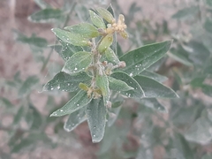 Galvezia lanceolata