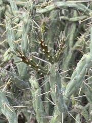 Cylindropuntia calmalliana