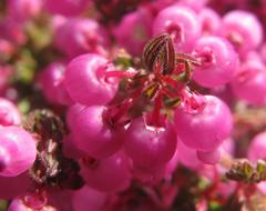Erica bergiana bergiana
