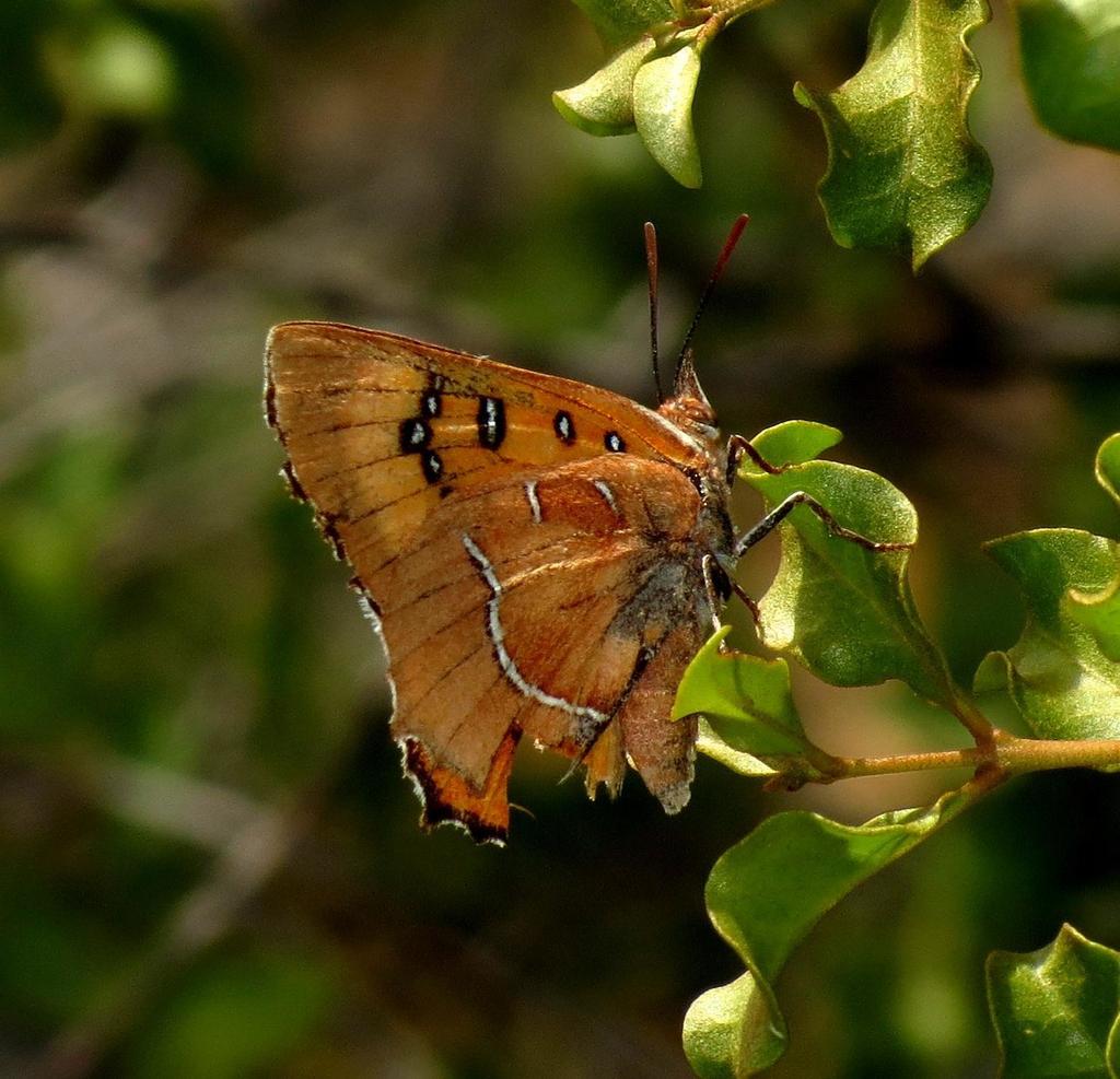 King Copper
