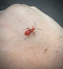 Dysdercus suturellus