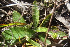 Alepidea capensis capensis