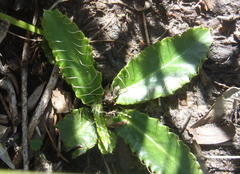 Alepidea capensis capensis