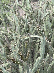 Cylindropuntia calmalliana