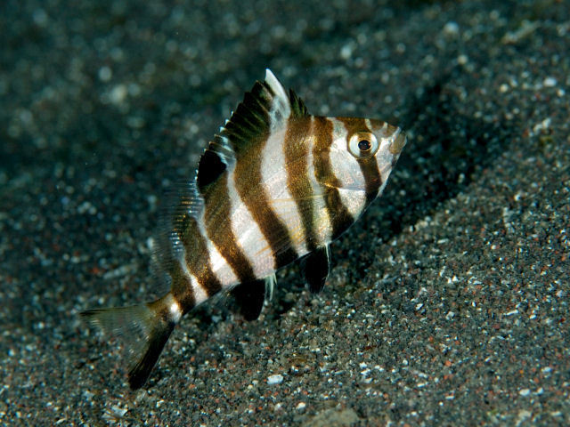 Blackbarred Morwong