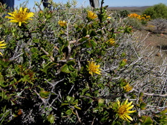 Berkheya spinosa