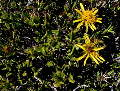 Berkheya spinosa