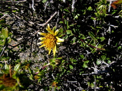 Berkheya spinosa