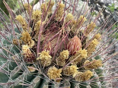 Ferocactus emoryi rectispinus