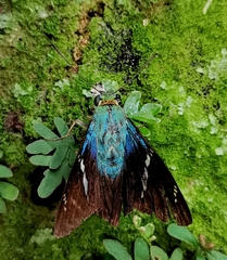 Telegonus catemacoensis