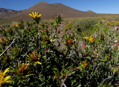 Berkheya spinosa