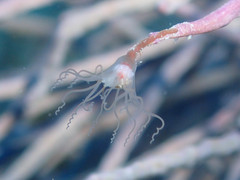 Ralpharia gorgoniae