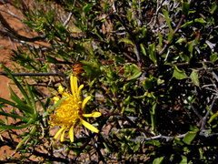 Berkheya spinosa