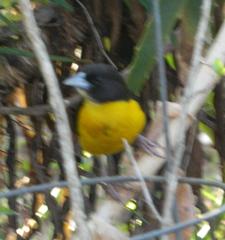 Ploceus bicolor bicolor