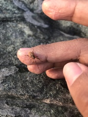 Curculio proboscideus