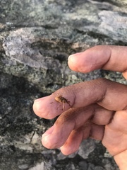 Curculio proboscideus