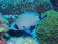 Hypoplectrus providencianus