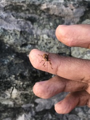 Curculio proboscideus