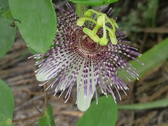 Passiflora sprucei