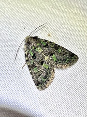 Paramiana smaragdina