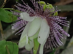Passiflora sprucei