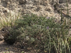 Lupinus arboreus eximius