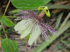 Passiflora sprucei