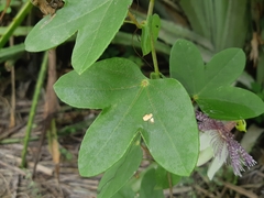 Passiflora sprucei