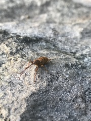 Curculio proboscideus