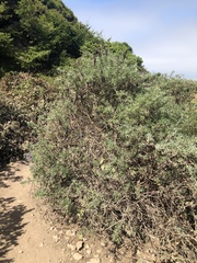 Lupinus arboreus eximius