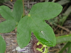 Passiflora sprucei