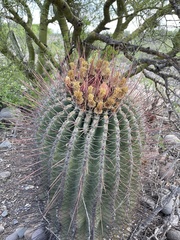 Ferocactus emoryi rectispinus