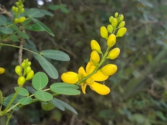 Senna bicapsularis augusti