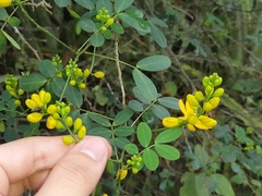 Senna bicapsularis augusti