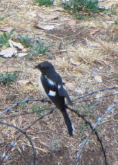 Lanius collaris collaris