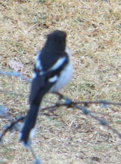 Lanius collaris collaris