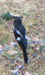 Lanius collaris collaris