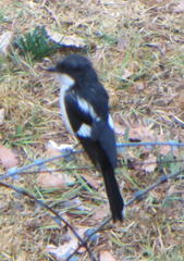 Lanius collaris collaris