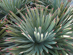 Aciphylla spedenii