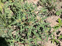 Euphorbia exstipulata