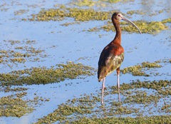 Plegadis chihi