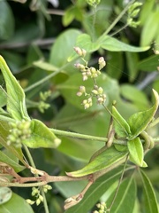 Commicarpus