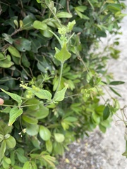 Commicarpus
