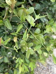 Commicarpus