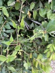 Commicarpus
