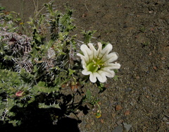 Codon royenii