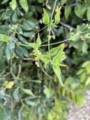Commicarpus