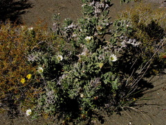 Codon royenii