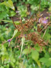 Geranium nodosum