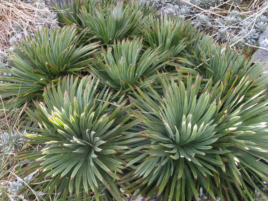 Aciphylla spedenii